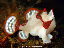 A very small juvenile Frogfish from Anilao, Philippines. by Chad Ordelheide 